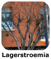 Lagerstroemia